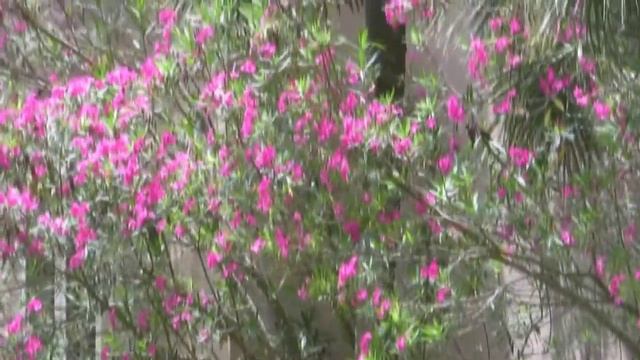 *Plant a Pink Oleander Tree/Shrub* +Nerium oleander+2017+ смотреть онлайн