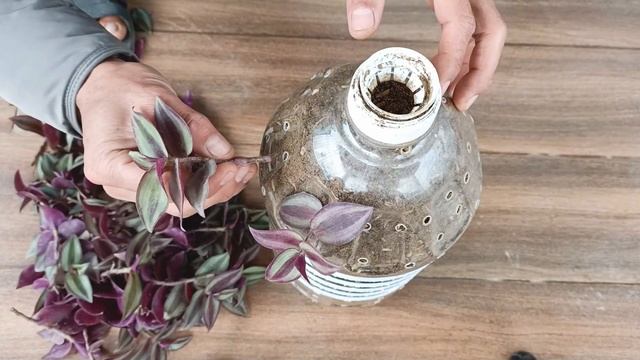 Recycle Plastic Bottles Into Hanging Garden, Healthy Indoor Hanging Plants