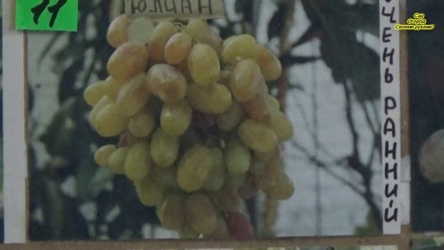 ЛУЧШИЕ СОРТА ВИНОГРАДА ИЗ МОЕЙ КОЛЛЕКЦИИ! КРАТКИЙ ОБЗОР. смотреть онлайн