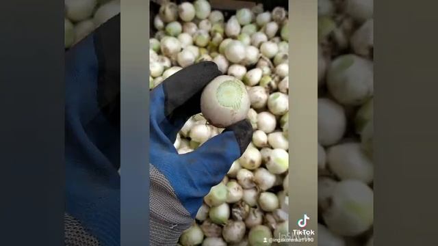 Выгонка лука-пера ❤️ смотреть онлайн