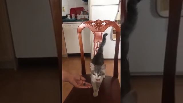 Животные не едят что попало смотреть онлайн