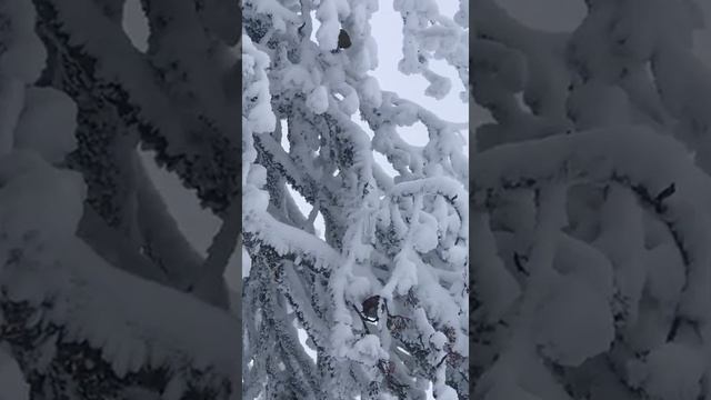 Обыкновенный щур, Норвегия 15.11.19 смотреть онлайн