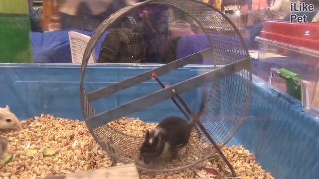 Монгольская песчанка Рацион на ilikepet смотреть онлайн