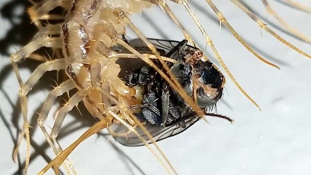 scutigera coleoptrata eating 2 смотреть онлайн