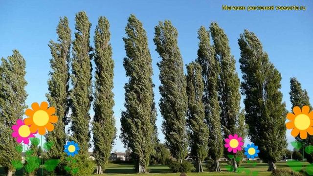 Тополь дельтовидный Италика. Краткий обзор, описание характеристик populus deltoides Italica смотреть онлайн