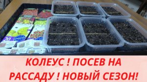 Колеус .Выращивание колеуса из семян .Посев колеуса. Красивые цветы для сада.
