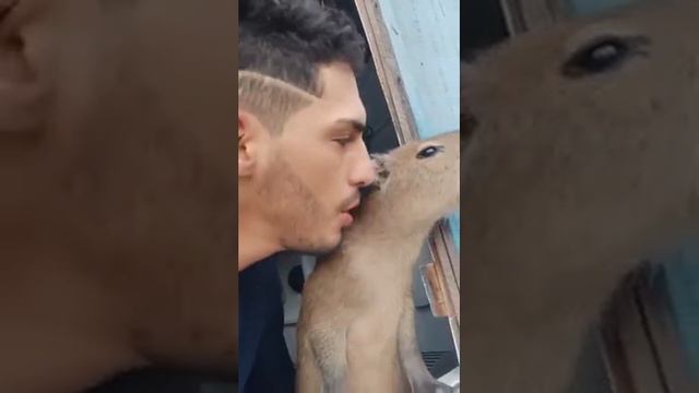 Человек и капибарыня