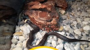 Кормление УЖА