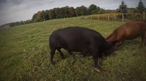 Быки В Деле. Битвы животных!