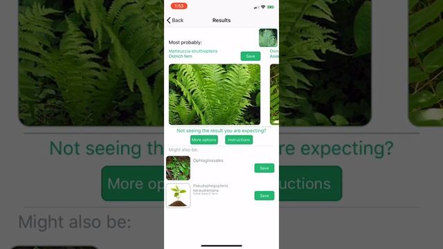 PlantSnap identifies an ostrich fern (Matteuccia struthiopteris) смотреть онлайн