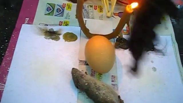 Отворот. Отворот на шерсть,яйцо,соль.,на погосте для Практиков. смотреть онлайн