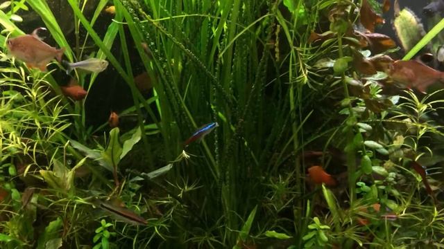 Кринум каламистратум смотреть онлайн