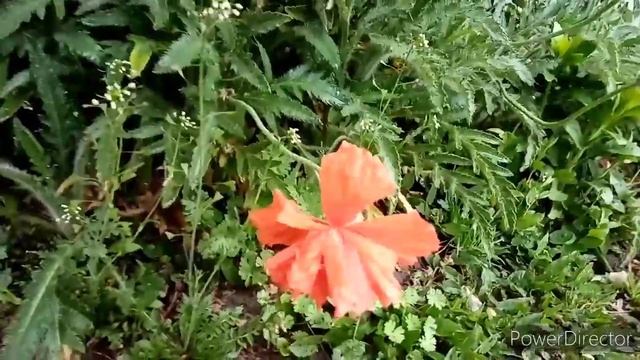 ПАРА ТЁПЛЫХ СЛОВ ОТ ПОЛЬКИ ДЛЯ ЗРИТЕЛЕЙ♥️? смотреть онлайн