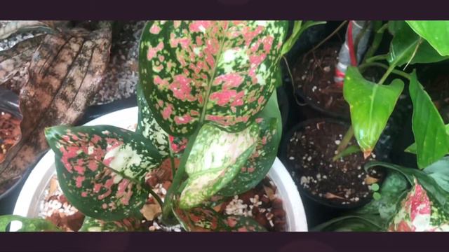 Aglaonema pink splash and tricolor, อโกลนีมาอัญมณีชมพู และอัญมณีสามสี | สวนอุ่นดิน [Th- Eng] смотреть онлайн