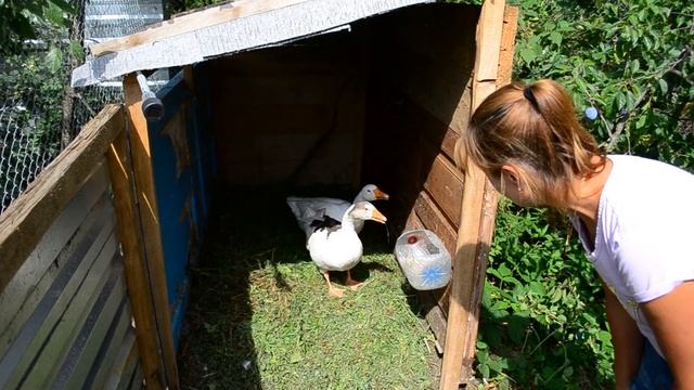 Содержание гусей, условия для содержание, кормление гусей смотреть онлайн