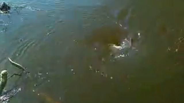 Самый большой водоворот в мире смотреть онлайн