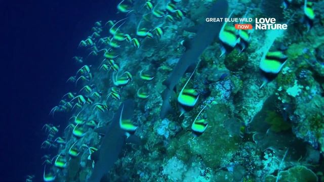 Заповедник акул в Палау / Shark Sanctuary in Palau | 4K | смотреть онлайн