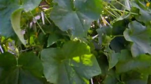 Делаем огород, 7 часть.156 кг огурцов!!!Огурцы на вертикальной опоре.Garden.