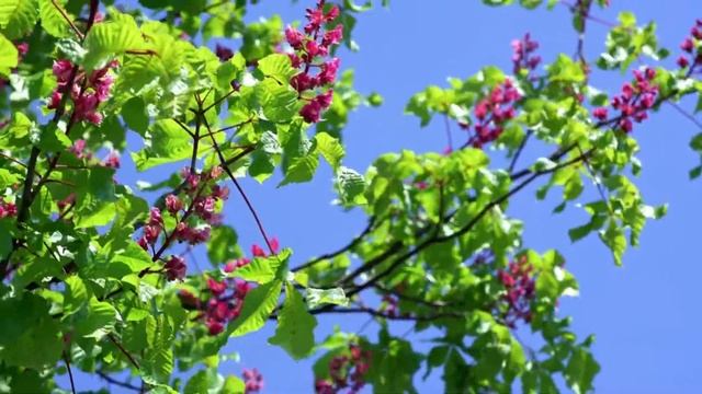 Создайте уютные, тенистые уголки с каштанами, осень лучшее время для их посадки смотреть онлайн