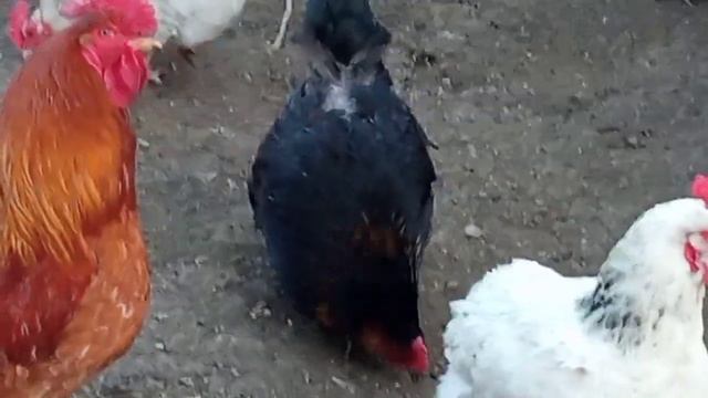 Вот она, курочка, которая несёт мне большие яйца с тёмной скорлупой смотреть онлайн
