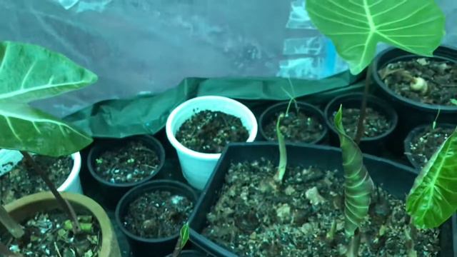 บอนดำสตูล อบตู้โตไวมาก #EP4 смотреть онлайн