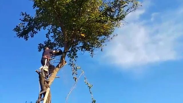 Спил дерева в экстремальных условиях Мастер класс смотреть онлайн