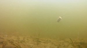 Снасть на судака с поплавком.Ответ на комментарий.Вид из под воды