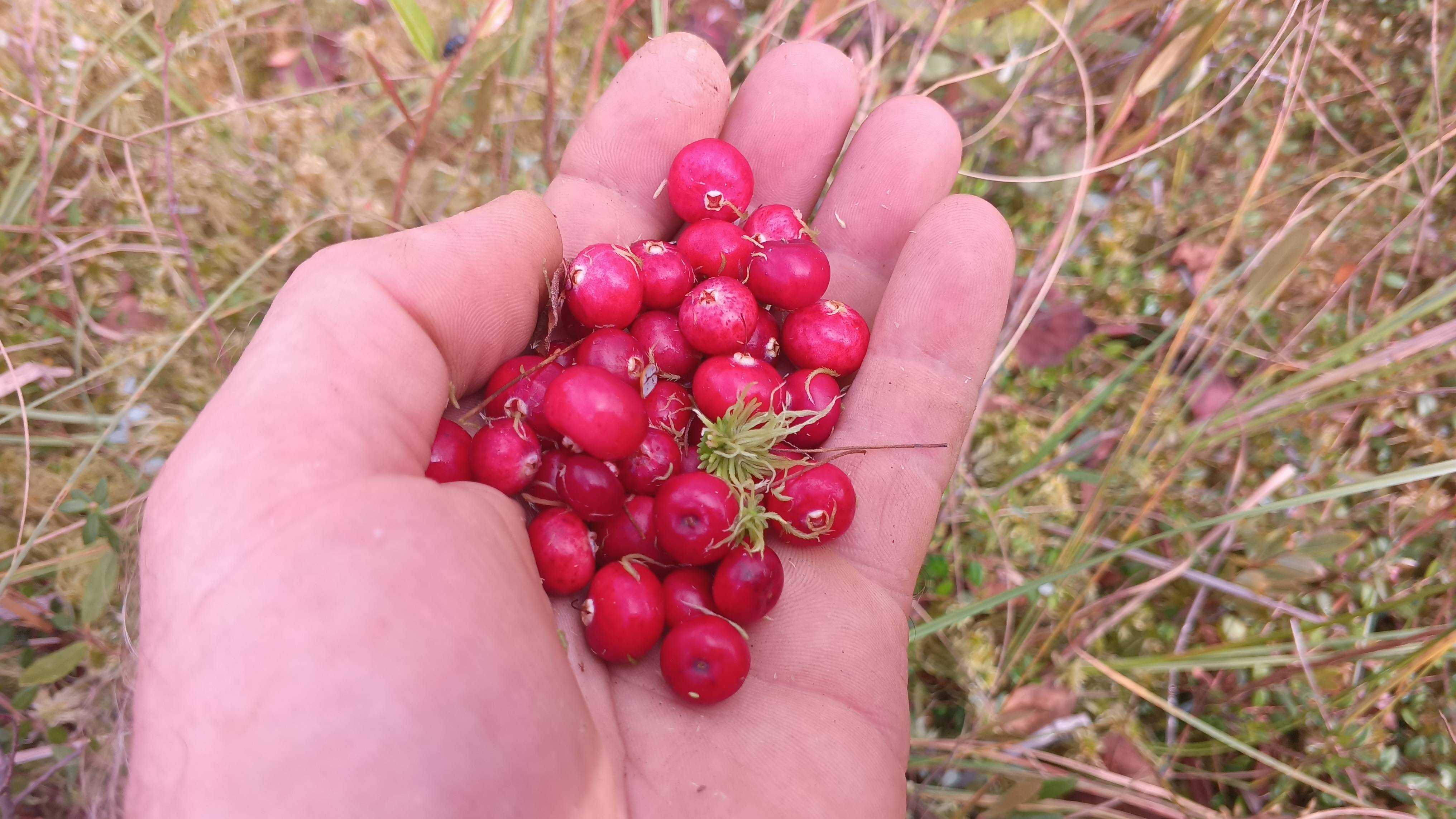 Клюква с болота около Южи 12.09.2024 смотреть онлайн