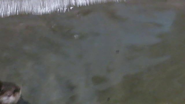 Азиатские бескоготные выдры плавают и играют 07.11.2019 смотреть онлайн