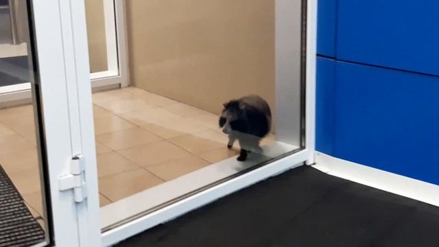 Schlumberger STC (Siberian Training Center)Тюмень . Енот заблудился. смотреть онлайн