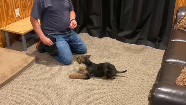 Airedale Puppy "Beau" 11 Wks Early Obedience Training & Development @ Protection Dog Sales For Sale смотреть онлайн