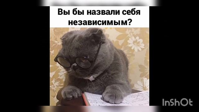 Мемасы про котиков мини выпуск#1 смотреть онлайн