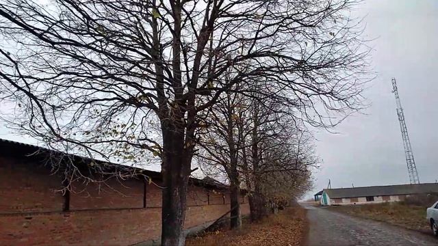 МЕДВЕЖИЙ орех.52 года от посадки. смотреть онлайн
