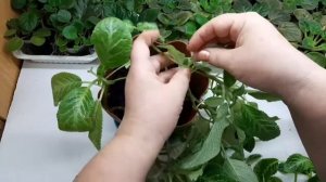 Размножить Эписцию проще простого. Я так делаю.