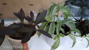 Традесканция. Почему сохнут и темнеют листья?