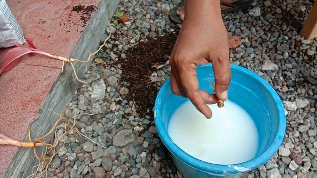 CARA MEMPERBANYAK AGLAONEMA SIAM AURORA - ShaHam Garden Kebumen смотреть онлайн