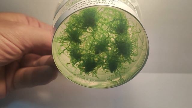 Живое аквариумное растение Мох Павлиний меристемное