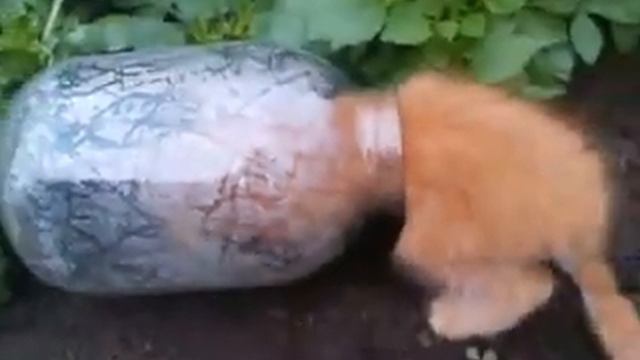 Что делает котенок в банке? смотреть онлайн