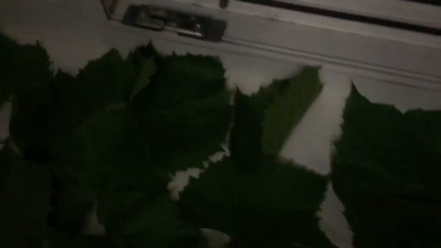 Чем кормить дегу?/Правильное питание для дегу смотреть онлайн