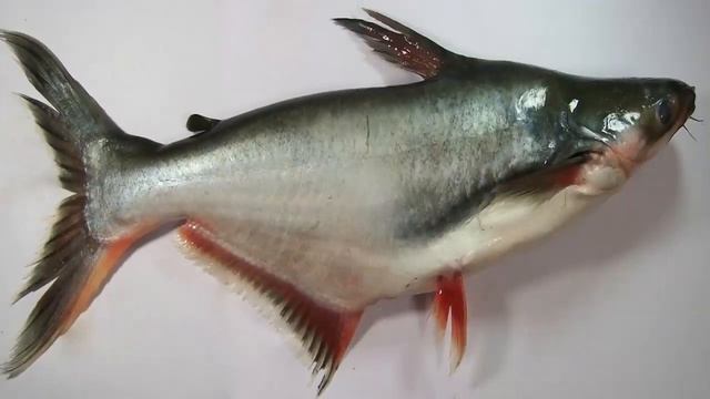 Рецепты здоровья