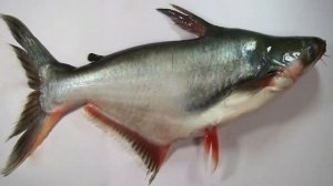 НЕ ЕШЬТЕ ПАНГАСИУС! ЭТА РЫБА ОПАСНА ДЛЯ ЗДОРОВЬЯ!