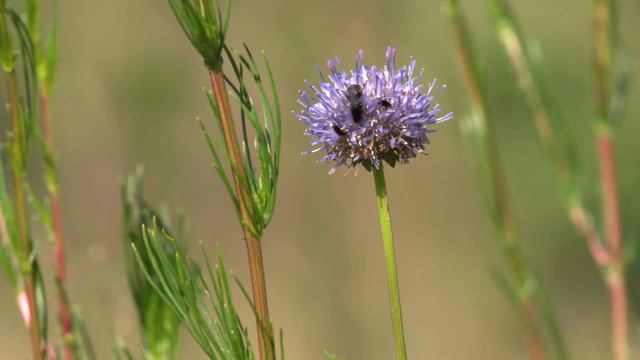 Любит-нелюбит и кто их любит смотреть онлайн