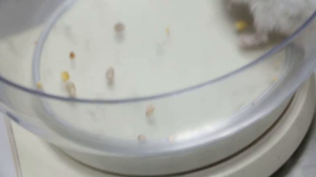 A hamster has a gangrenous hind leg - amputation 1/2 смотреть онлайн