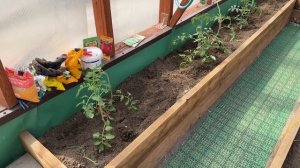 Сажаю по два томата в одну лунку