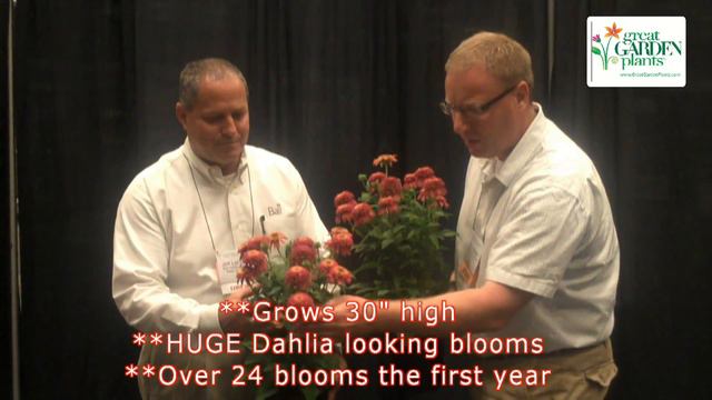 Coneflower Double Scoop Orangeberry. Drought Proof Garden Plant With Fragrant Dahlia-like Blooms!