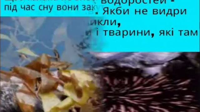 Презентація. Морська видра або калан смотреть онлайн