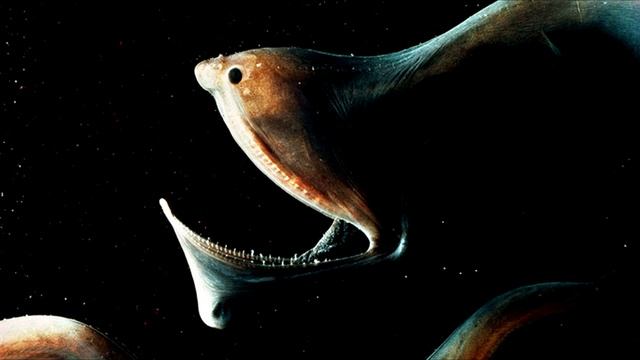 Самые Странные и Редкие Морские Существа! Удивительные Подводные Обитатели Невероятные Рыбы смотреть онлайн