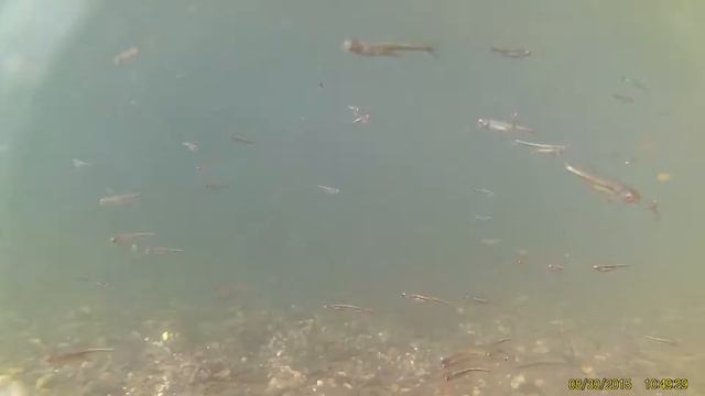 Форель. Ореховский водопад. Сочи. смотреть онлайн