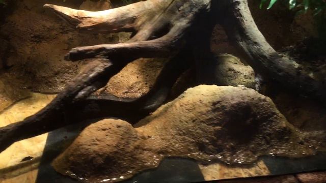 Projekt Schlammspringer - Paludarium смотреть онлайн