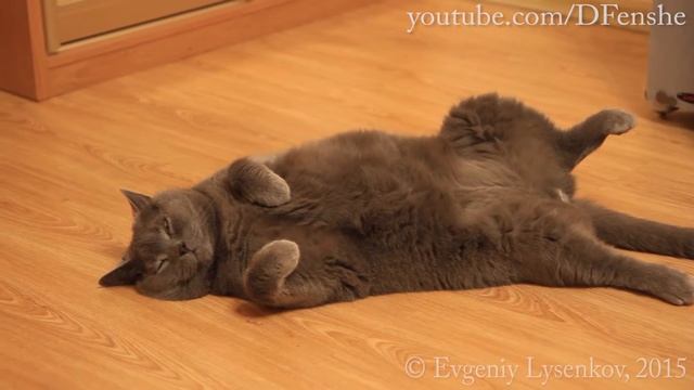 Котейке снится сон [FHD] смотреть онлайн